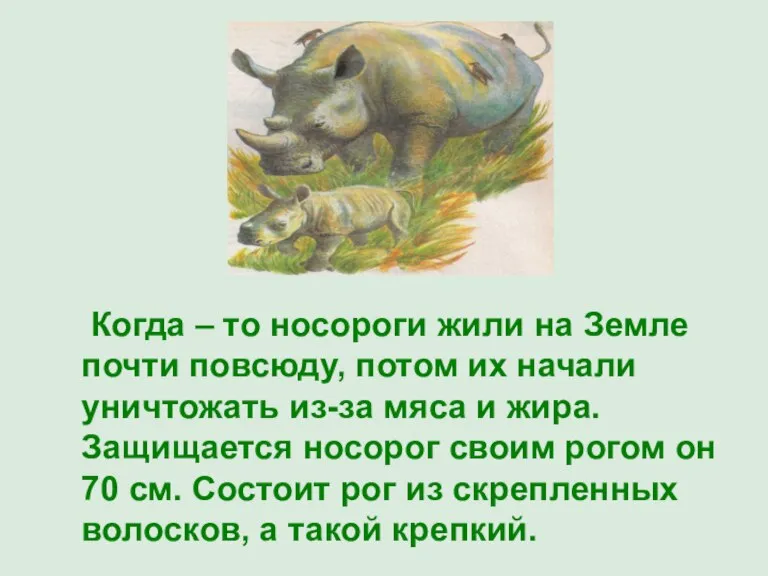 Когда – то носороги жили на Земле почти повсюду, потом их начали