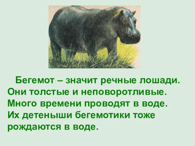 Бегемот – значит речные лошади. Они толстые и неповоротливые. Много времени проводят