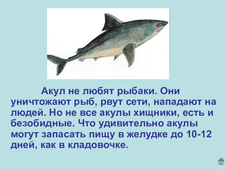 Акул не любят рыбаки. Они уничтожают рыб, рвут сети, нападают на людей.