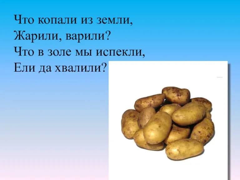 Что копали из земли, Жарили, варили? Что в золе мы испекли, Ели да хвалили?