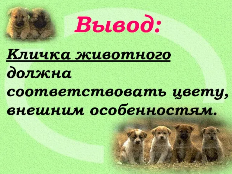 Вывод: Кличка животного должна соответствовать цвету, внешним особенностям.