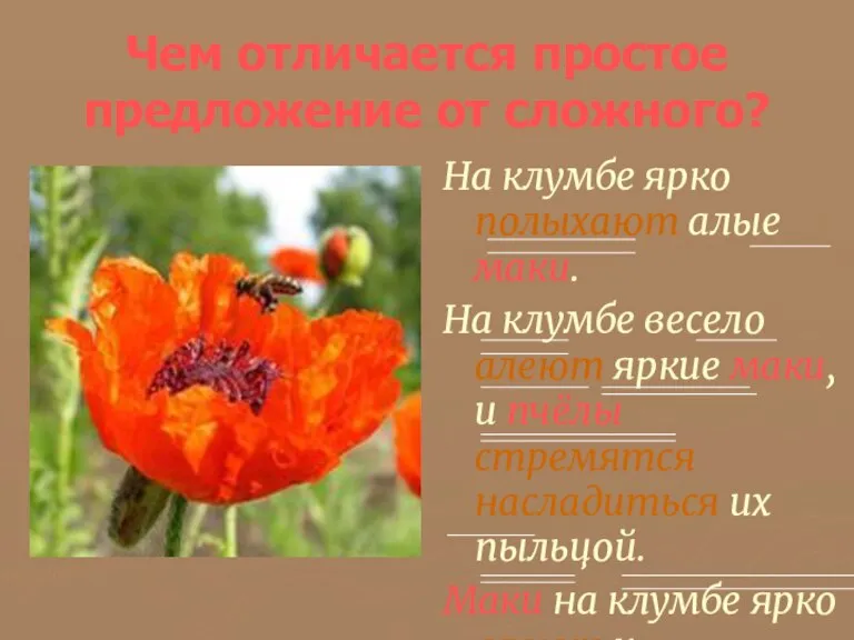 Чем отличается простое предложение от сложного? На клумбе ярко полыхают алые маки.