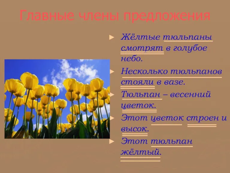 Главные члены предложения Жёлтые тюльпаны смотрят в голубое небо. Несколько тюльпанов стояли