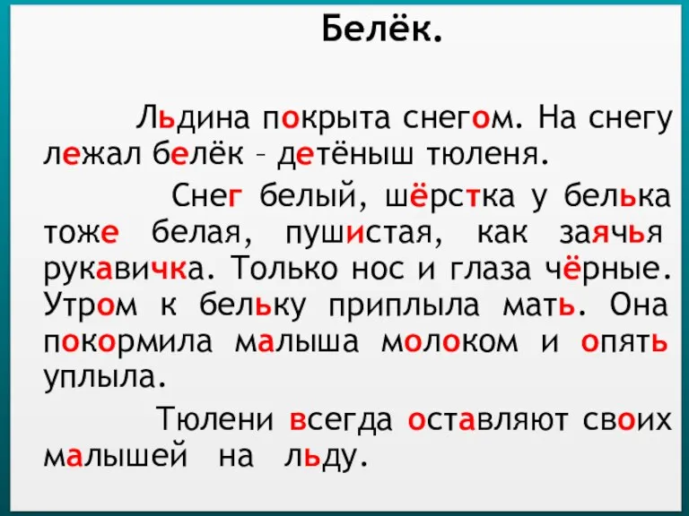 Белёк. Льдина покрыта снегом. На снегу лежал белёк – детёныш тюленя. Снег