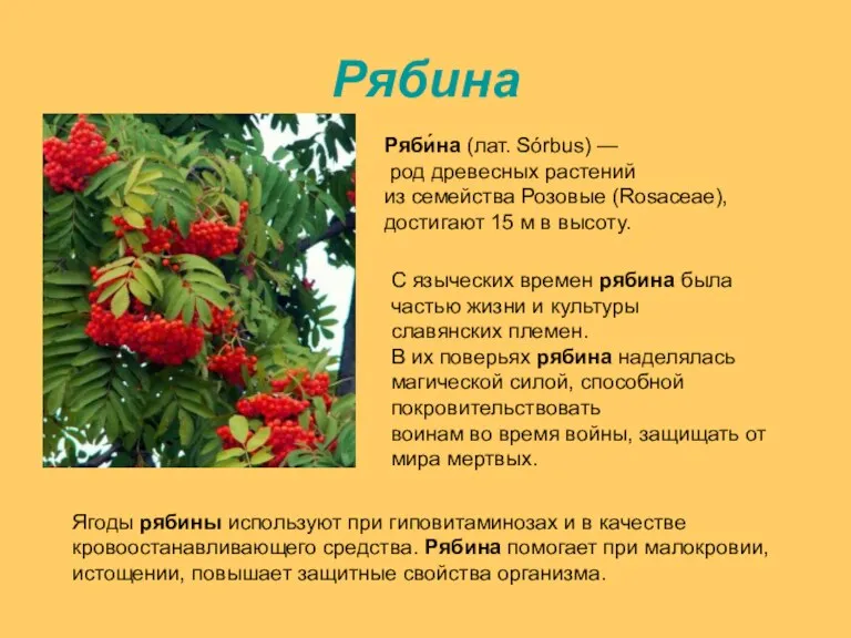 Рябина Ряби́на (лат. Sórbus) — род древесных растений из семейства Розовые (Rosaceae),