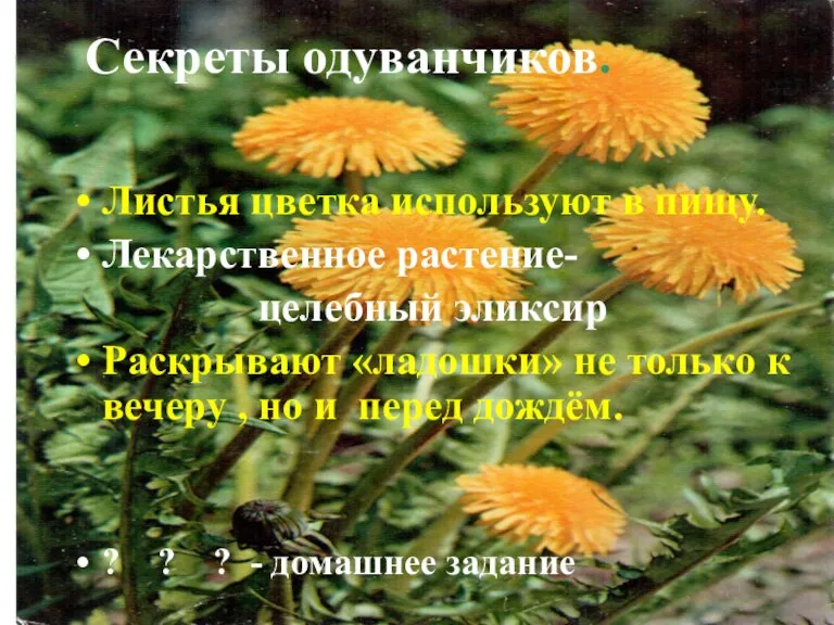 Секреты одуванчиков. Листья цветка используют в пищу. Лекарственное растение- целебный эликсир Раскрывают