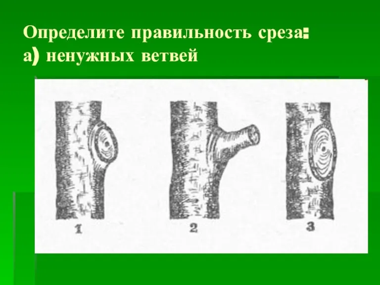 Определите правильность среза: а) ненужных ветвей