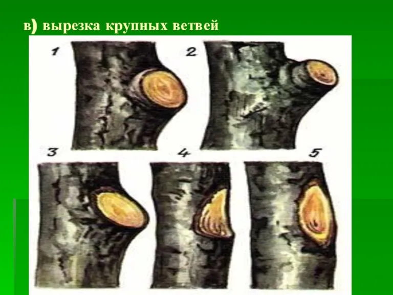 в) вырезка крупных ветвей