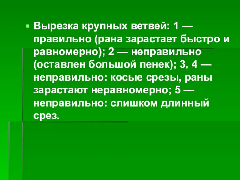 Вырезка крупных ветвей: 1 — правильно (рана зарастает быстро и равномерно); 2