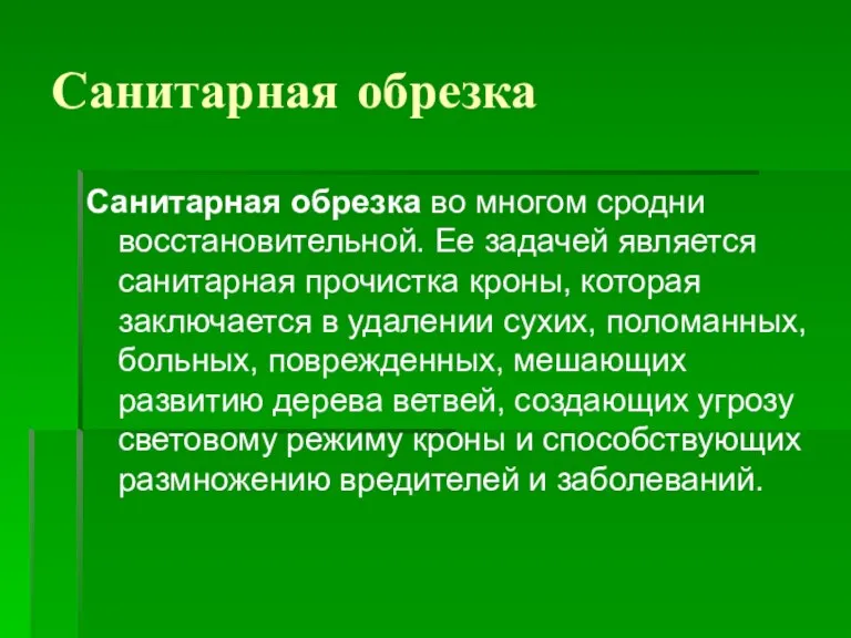 Санитарная обрезка Санитарная обрезка во многом сродни восстановительной. Ее задачей является санитарная