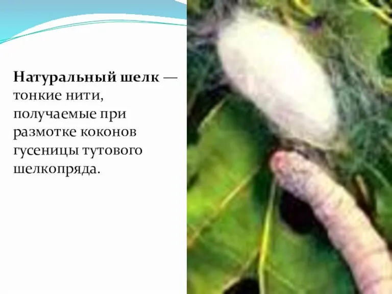 Натуральный шелк — тонкие нити, получаемые при размотке коконов гусеницы тутового шелкопряда.