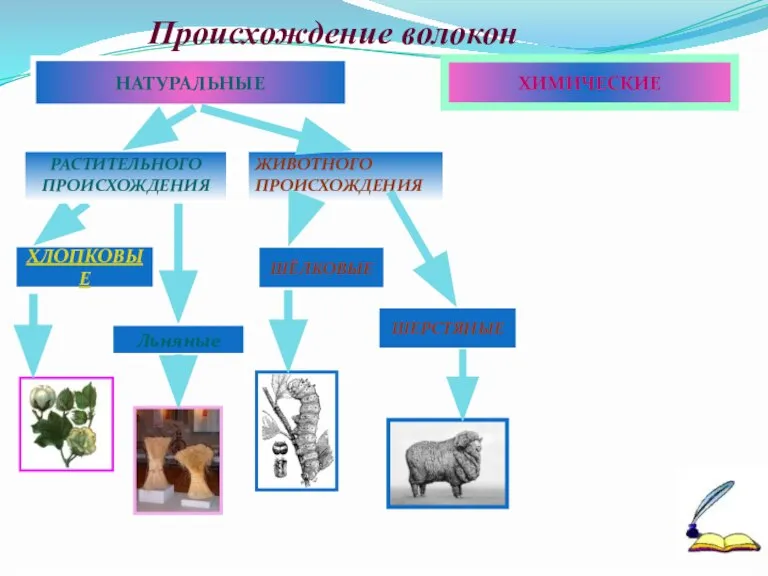 Происхождение волокон ХИМИЧЕСКИЕ НАТУРАЛЬНЫЕ