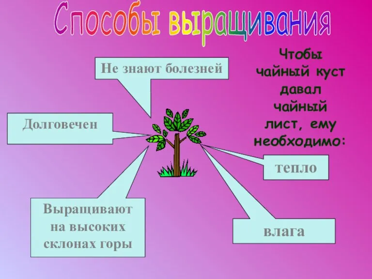 Способы выращивания тепло Чтобы чайный куст давал чайный лист, ему необходимо: влага