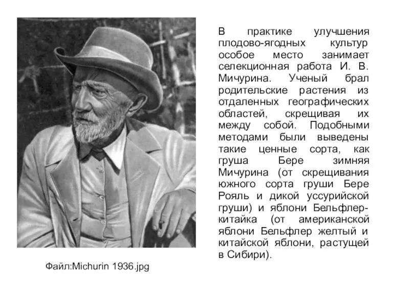 В практике улучшения плодово-ягодных культур особое место занимает селекционная работа И. В.