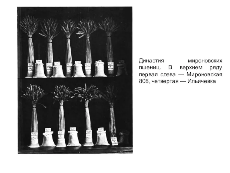 Династия мироновских пшениц. В верхнем ряду первая слева — Мироновская 808, четвертая — Ильичевка