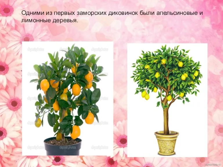 Одними из первых заморских диковинок были апельсиновые и лимонные деревья. Одними из