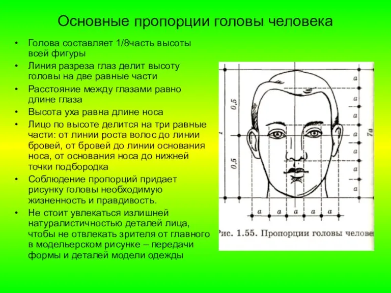 Основные пропорции головы человека Голова составляет 1/8часть высоты всей фигуры Линия разреза