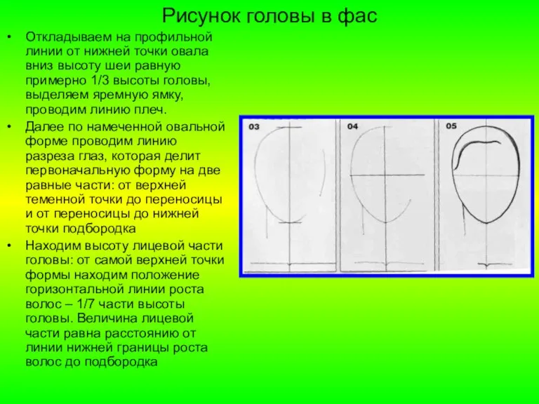 Рисунок головы в фас Откладываем на профильной линии от нижней точки овала