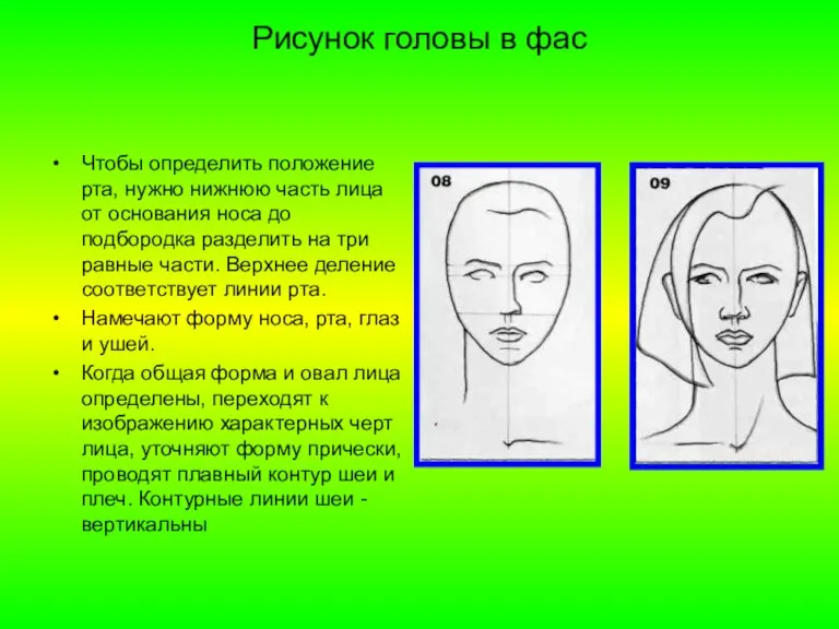 Рисунок головы в фас Чтобы определить положение рта, нужно нижнюю часть лица