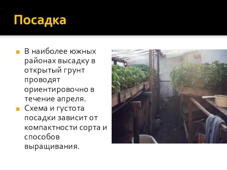 Посадка В наиболее южных районах высадку в открытый грунт проводят ориентировочно в