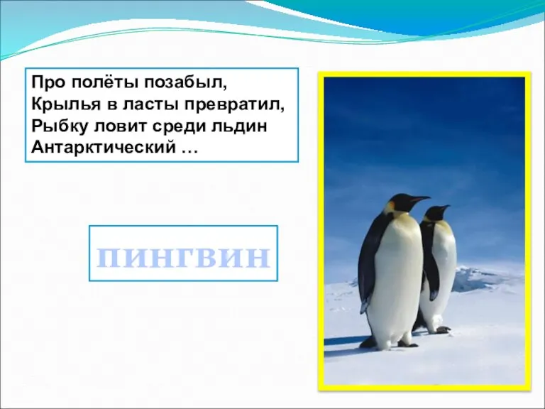 Про полёты позабыл, Крылья в ласты превратил, Рыбку ловит среди льдин Антарктический … пингвин