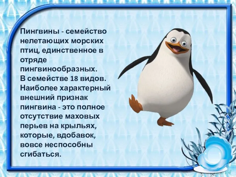 Пингвины - семейство нелетающих морских птиц, единственное в отряде пингвинообразных. В семействе