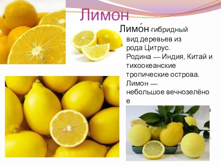 Лимон Лимо́н-гибридный вид деревьев из рода Цитрус. Родина — Индия, Китай и