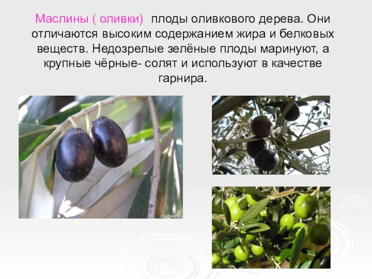 Маслины ( оливки)- плоды оливкового дерева. Они отличаются высоким содержанием жира и