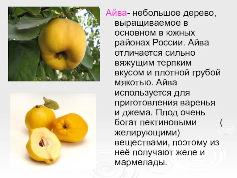 Айва- небольшое дерево, выращиваемое в основном в южных районах России. Айва отличается