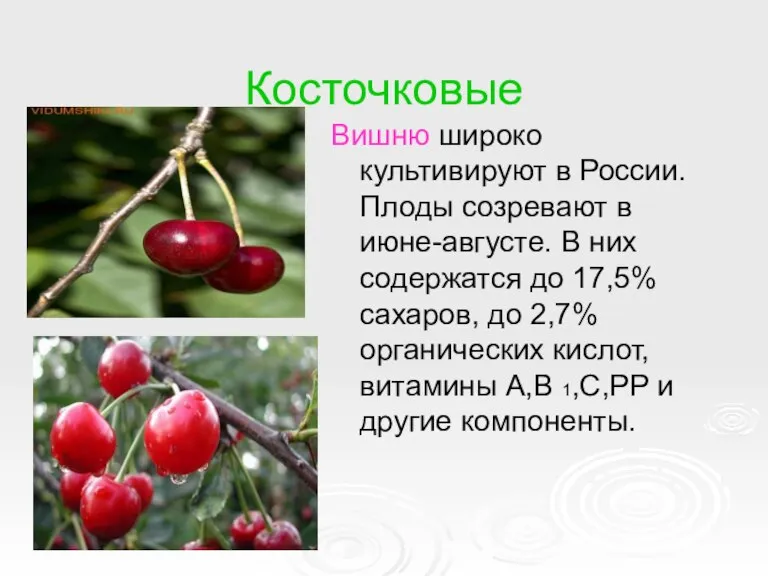 Косточковые Вишню широко культивируют в России. Плоды созревают в июне-августе. В них