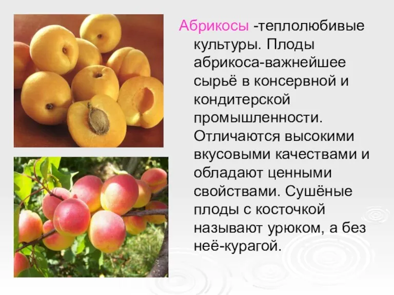 Абрикосы -теплолюбивые культуры. Плоды абрикоса-важнейшее сырьё в консервной и кондитерской промышленности. Отличаются