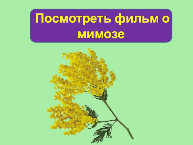 Посмотреть фильм о мимозе