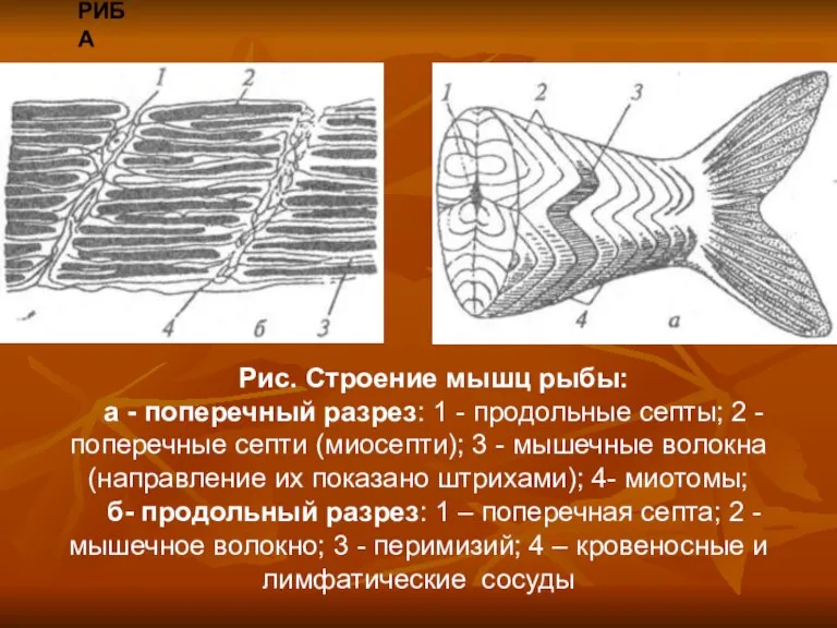 РИБА Рис. Строение мышц рыбы: а - поперечный разрез: 1 - продольные