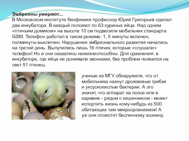 Эмбрионы умирают... В Московском институте биофизики профессор Юрий Григорьев сделал два инкубатора.