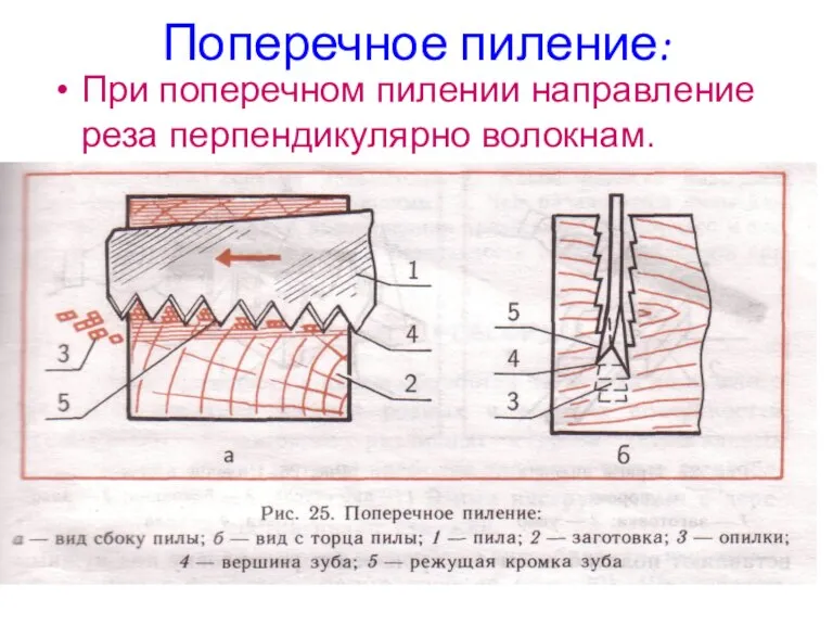 Поперечное пиление: При поперечном пилении направление реза перпендикулярно волокнам.