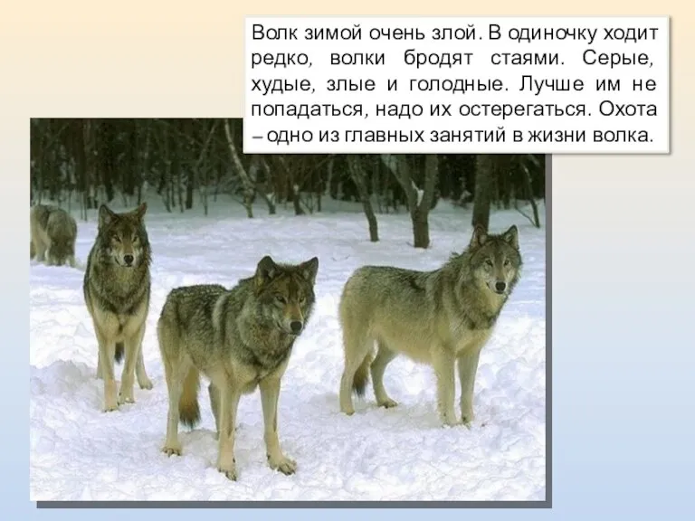 Волк зимой очень злой. В одиночку ходит редко, волки бродят стаями. Серые,