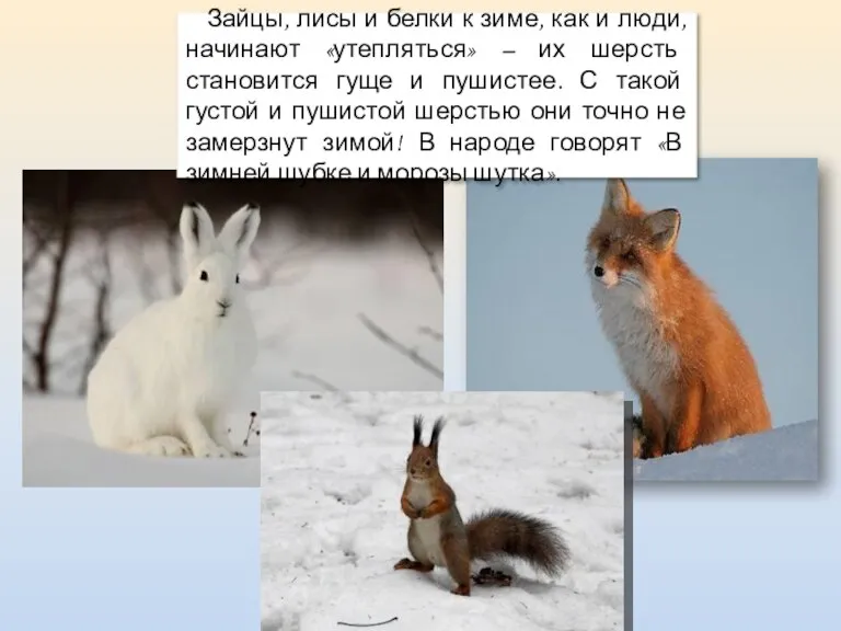 Зайцы, лисы и белки к зиме, как и люди, начинают «утепляться» –