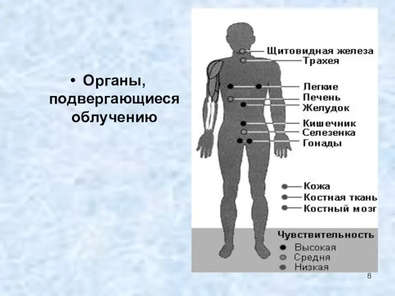 Органы, подвергающиеся облучению