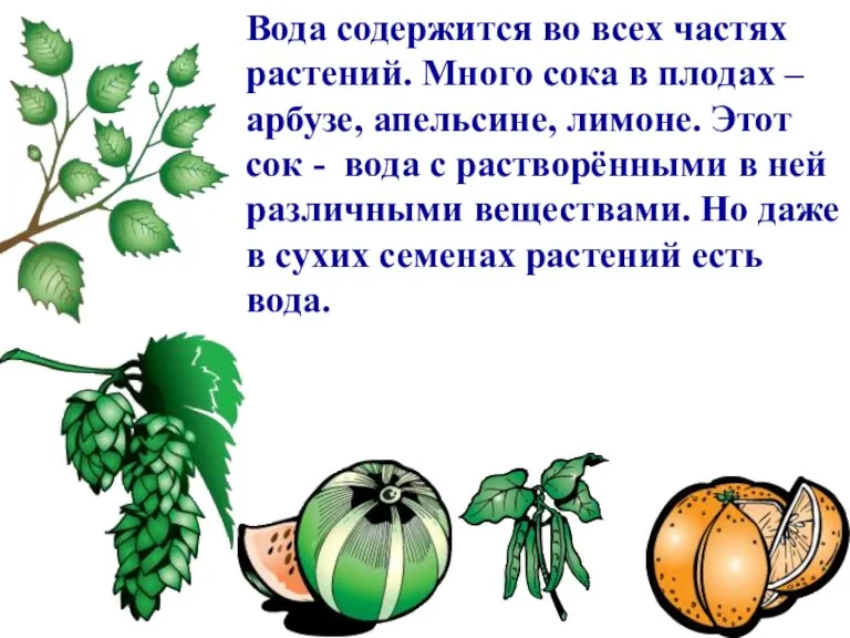 Вода содержится во всех частях растений. Много сока в плодах – арбузе,