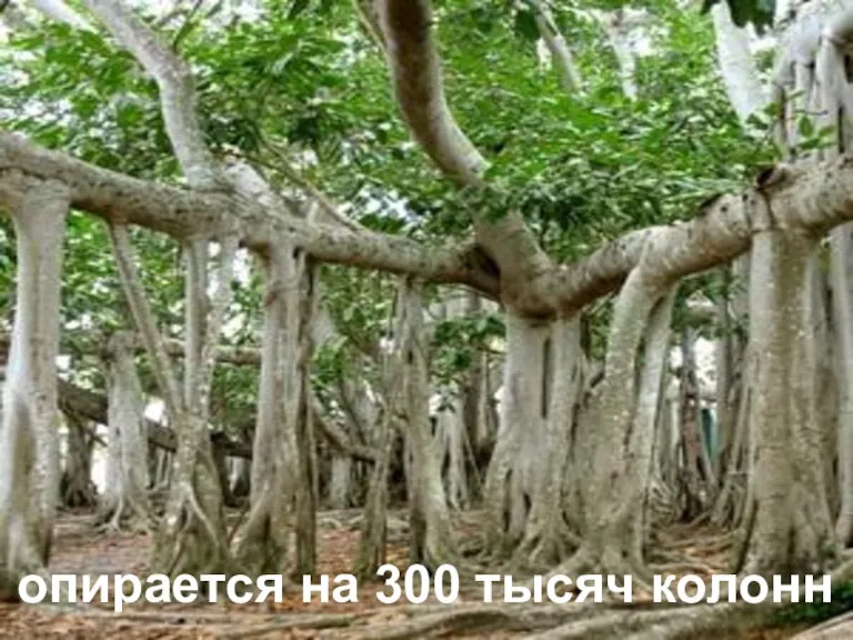 опирается на 300 тысяч колонн