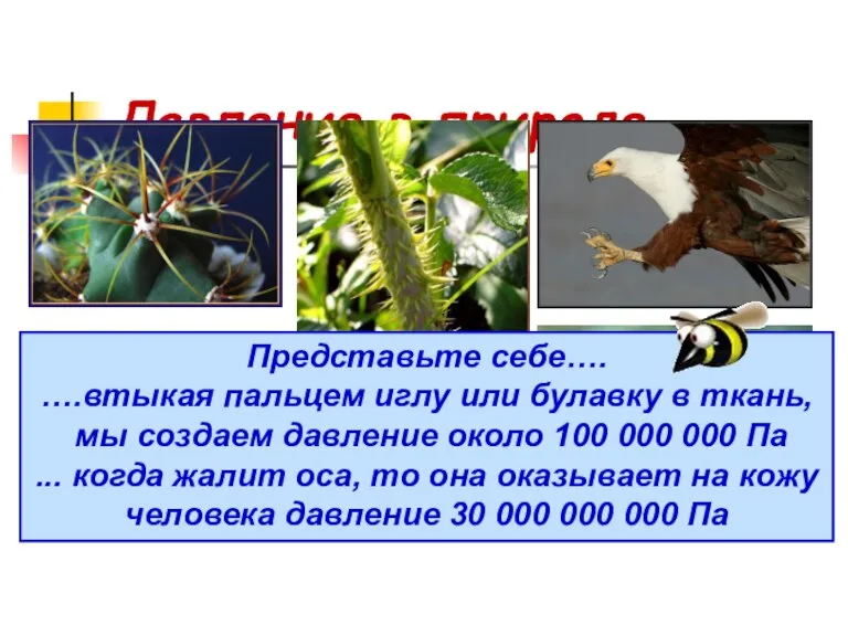 Давление в природе Представьте себе…. ….втыкая пальцем иглу или булавку в ткань,