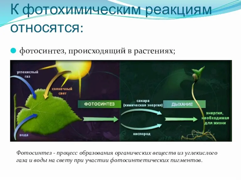 К фотохимическим реакциям относятся: фотосинтез, происходящий в растениях; Фотосинтез - процесс образования