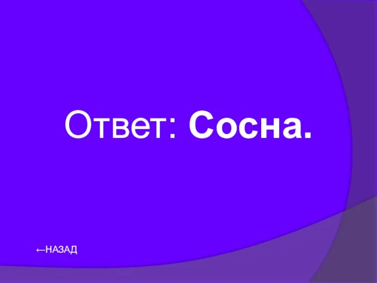 Ответ: Сосна. ←НАЗАД