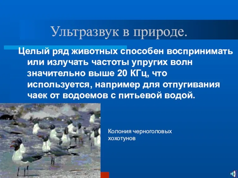 Ультразвук в природе. Целый ряд животных способен воспринимать или излучать частоты упругих