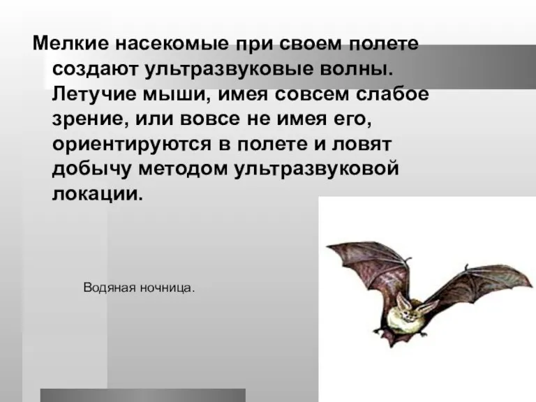 Мелкие насекомые при своем полете создают ультразвуковые волны. Летучие мыши, имея совсем