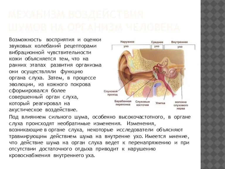 МЕХАНИЗМ ВОЗДЕЙСТВИЯ ШУМОВ НА ОРГАНИЗМ ЧЕЛОВЕКА Возможность восприятия и оценки звуковых колебаний