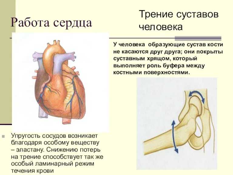 Работа сердца Упругость сосудов возникает благодаря особому веществу – эластану. Снижению потерь