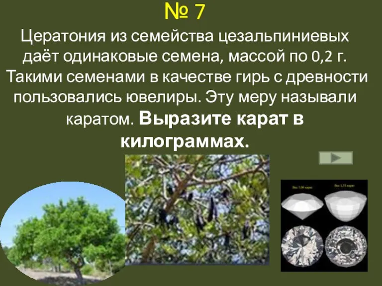 № 7 Цератония из семейства цезальпиниевых даёт одинаковые семена, массой по 0,2