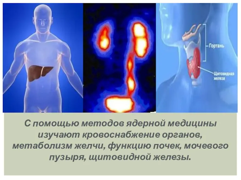 С помощью методов ядерной медицины изучают кровоснабжение органов, метаболизм желчи, функцию почек, мочевого пузыря, щитовидной железы.