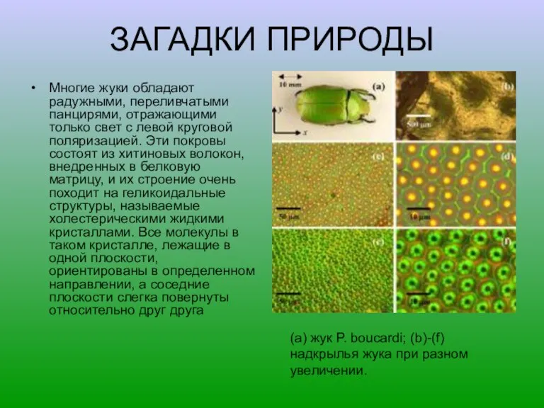 ЗАГАДКИ ПРИРОДЫ Многие жуки обладают радужными, переливчатыми панцирями, отражающими только свет с